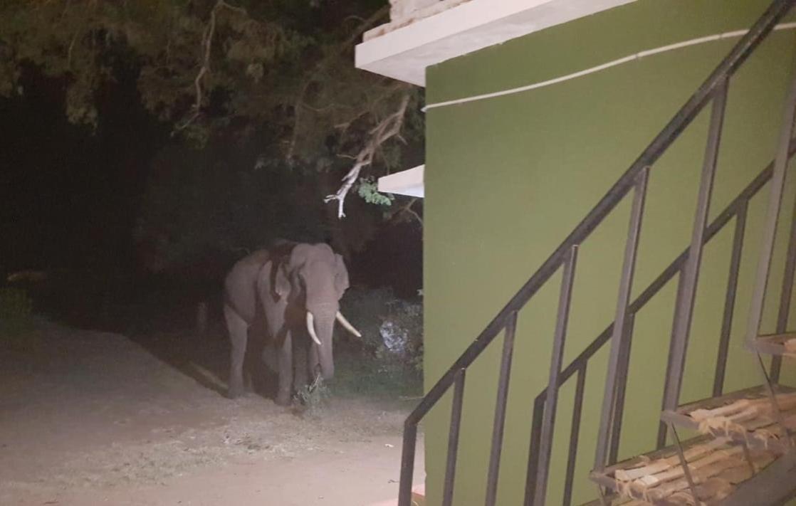 Aarraams Farms & Resorts Masinagudi Bagian luar foto